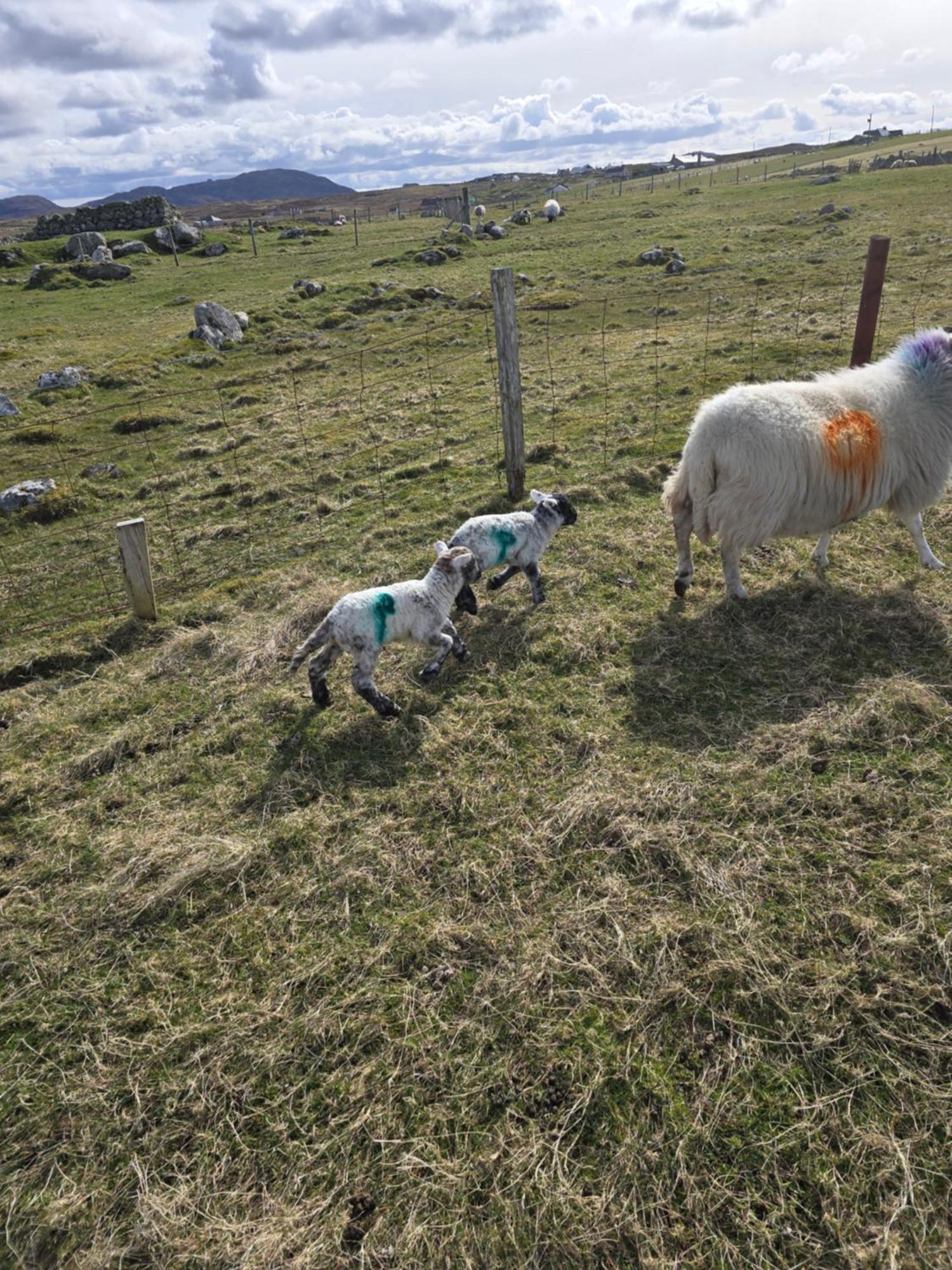 Squealing Pig Bothy Villa Barvas Dış mekan fotoğraf